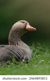 A goose basks in the sun