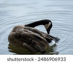 Goose Bathing on Lake Ella