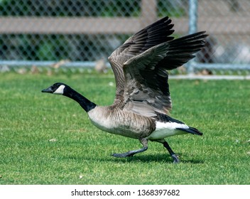 Goose Building Momentum To Take Off In Flight By Flapping His Large Wings And Running Across The Grass.