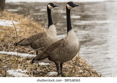 Goose By The Baraboo River In Wisconsin.