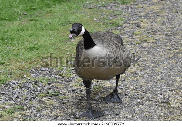 Goose.\
Canada Goose. Canada goose honking. Honking\
Goose.