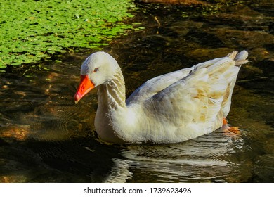 A Goose In Capilla Del Monte, Córdoba Province, Argentina.