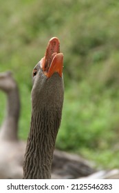 Goose close-up making noise, orange beack, grayfeathers and green background