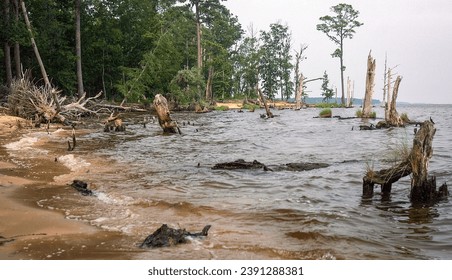 The Goose Creek State Park in North Carolina - Powered by Shutterstock