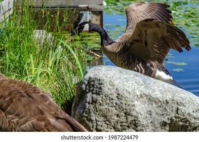 Goose At The Deer Lake Park