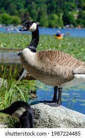 Goose At The Deer Lake Park