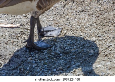 Goose At The Deer Lake Park