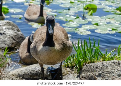 Goose At The Deer Lake Park