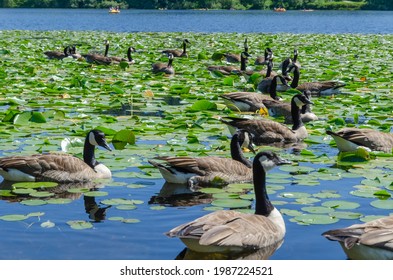 Goose At The Deer Lake Park