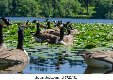 Goose At The Deer Lake Park