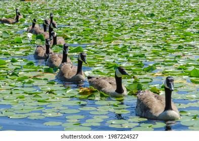 Goose At The Deer Lake Park