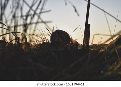 Goose Duck Hunting Morning Blinds