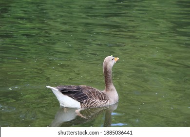 Goose Or Duck Paddling On The Lake