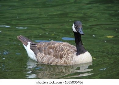 Goose Or Duck Paddling On The Lake