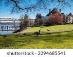 Goose Eating Grass Along Tom McCall Waterfront Park in Portland, OR