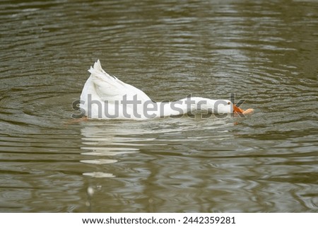 A goose eating a stretched piece of bread, in a lake.