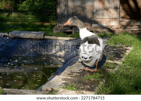 Goose in enclosure in species-appropriate attitude at pond and meadow