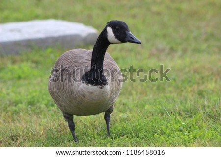 goose facing frontward