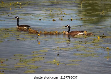 Goose Family In Duck Pond Water Birds In Danville Quebec Nature Wildlife Spring Chicks Swimming