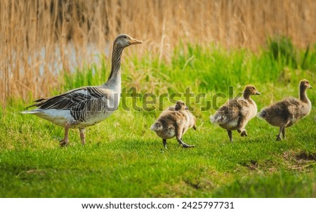 Goose family with young ones. Adorable goose family