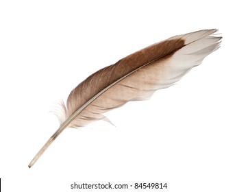 124,264 Goose feather Images, Stock Photos & Vectors | Shutterstock