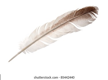 Goose Feather Isolated On White Background