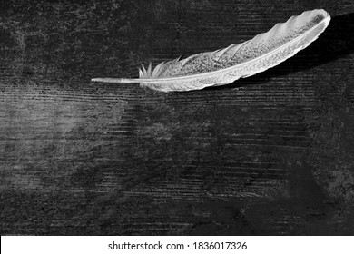 A Goose Feather On An Aged Antique Dark Old  Wood Background. Quill Pen For Writing. History, Art. The Concept Of Language, Literature, Editing, School, Learning, Metaphor, Poetry. Selective Focus. BW