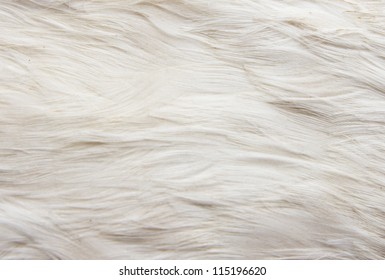 73,970 Goose feather background Images, Stock Photos & Vectors