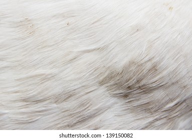 73,970 Goose feather background Images, Stock Photos & Vectors