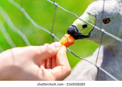 Goose Feeding. Woman's Hand Gives A Carrot To A Blunt Beak Goose Through A Net.