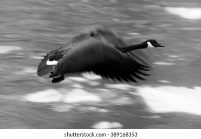 Goose Flying Over The Baraboo River In Wisconsin.