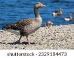 A goose, geese is a bird of waterfowl species. This group comprises the grey, white and the black. Related members are swans, most of which are larger than true geese, and ducks, which are smaller 