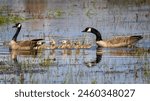 Goose and Goslings on the move