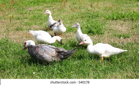 Goose in grass
