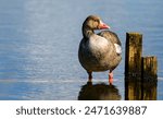 Goose in lake at Leighton Moss