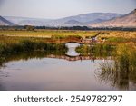 Goose Lake Nature Park and Bird Watching Tower (An important station point of migratory birds) in Pazar, Tokat, Middle Black Sea Region, Turkey