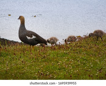 Goose With Little Ducks Walking In A Row On Shore