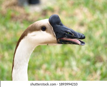 Goose mouth open Images, Stock Photos & Vectors | Shutterstock