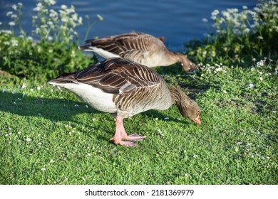 A Goose In A Munich Park