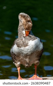 Goose near to the water