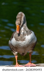Goose near to the water