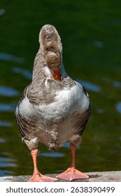 Goose near to the water