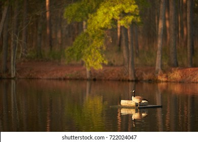 Goose Nesting On Pond In South Carolina Lowcountry.