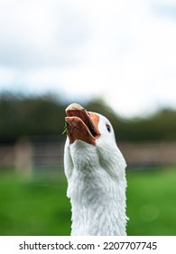 Goose On A Bad Day 