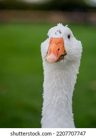 Goose On A Bad Day 