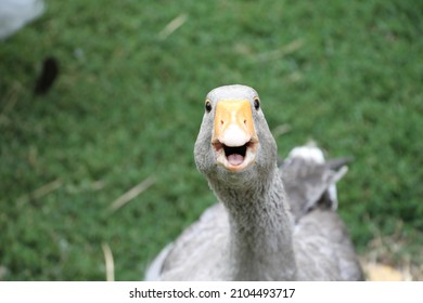 goose on farm funny face
