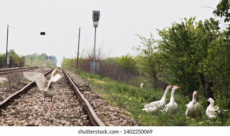 Goose On Trainrail Tracka Rusko Photo (Edit Now) 1402250069