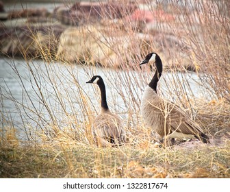 A Goose Pair On The Banks Of The North Platte River