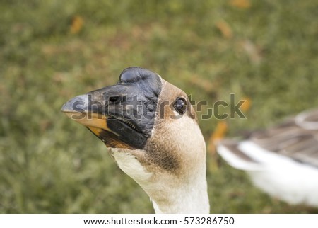 Image, Stock Photo Photobombing Goose Water