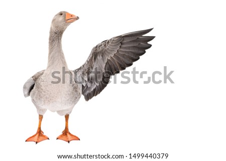 Goose points wing to side standing isolated on white background